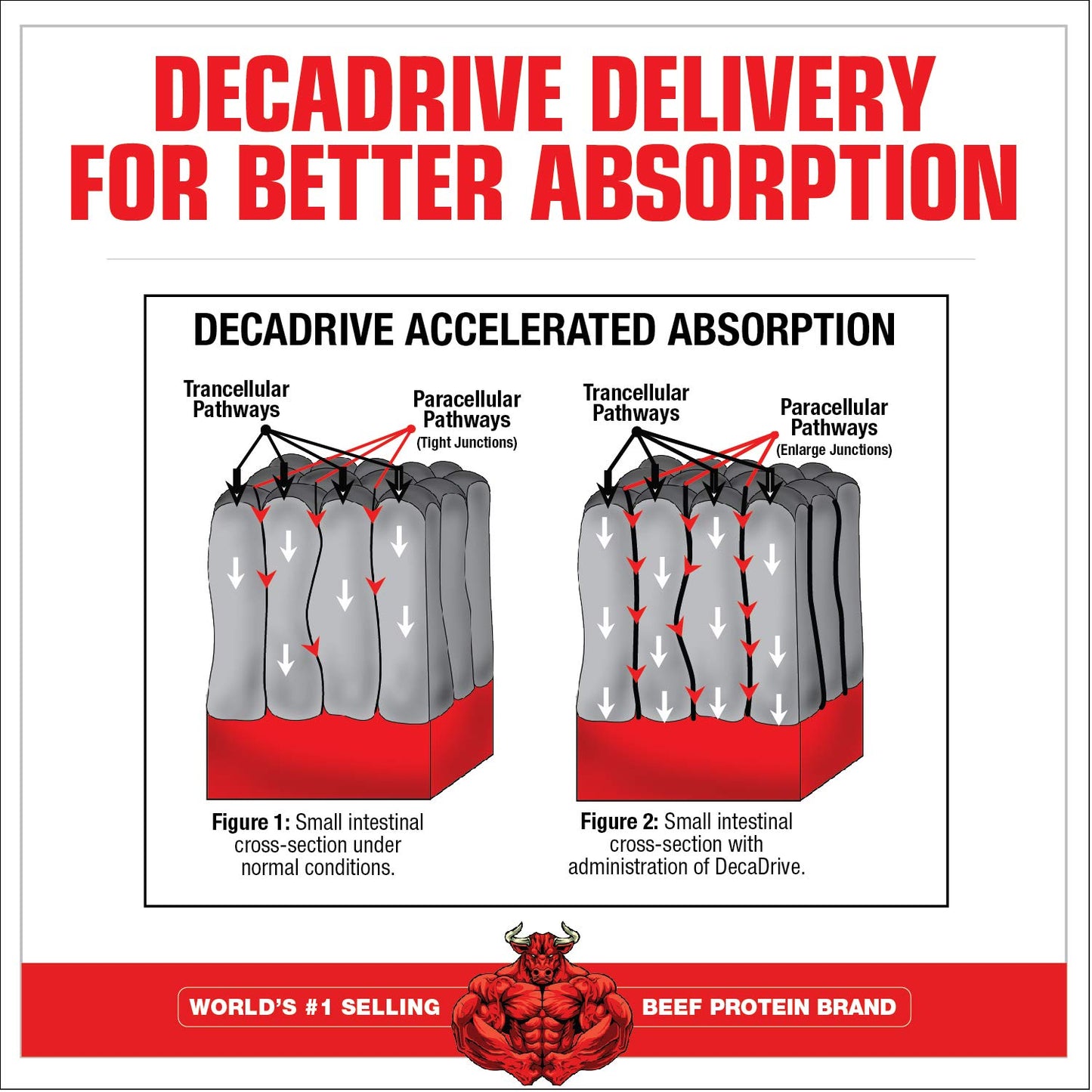 MuscleMeds Amino Decanate Watermelon